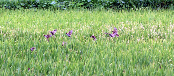 처서가 지난 농촌들녘에 어느새 결실의 계절인 가을분위기가 완연해지고 있는 가운데 벼가 익어가는 강원도 양양군 강현면 들녘에 몰려다니는 참새떼들이 농민들을 애타게 하고 있다. 연합뉴스