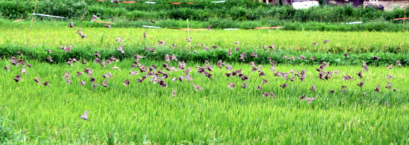 처서가 지난 농촌들녘에 어느새 결실의 계절인 가을분위기가 완연해지고 있는 가운데 벼가 익어가는 강원도 양양군 강현면 들녘에 몰려다니는 참새떼들이 농민들을 애타게 하고 있다. 연합뉴스