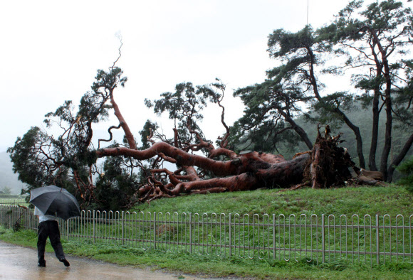 28일 15호 태풍 ‘볼라벤’이 몰고 온 강풍으로 쓰러진 천연기념물 290호 ‘괴산 삼송리 왕소나무’의 처참한 모습.  연합뉴스