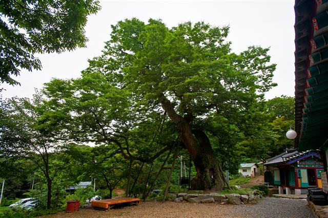 1300년의 장구한 세월을 당산나무로 살아오면서 절집을 지킨 인천 영종도 용궁사의 할배느티나무.