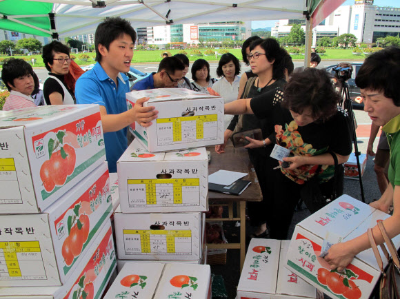 1일 경남 창원에 있는 농협중앙회 경남본부 앞마당에서 태풍 피해 과수 농가를 돕기 위한 낙과 사과 특별판매 행사가 열린 가운데 농협의 한 직원이 시중보다 50% 이상 싸게 팔고 있다고 홍보하고 있다.  연합뉴스