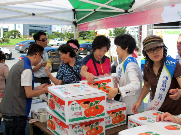 31일 경남 창원에 있는 농협중앙회 경남본부 앞마당에서 태풍 피해 과수 농가를 돕기 위한 낙과 사과 특별판매 행사가 열린 가운데 지역 여성단체 대표들이 어깨띠를 두르고 판촉 캠페인을 벌이고 있다.  연합뉴스