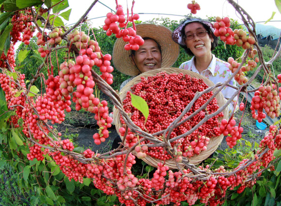 남덕유산 자락인 경남 함양군 서상면 복동마을 이영철(51)씨 부부가 빨갛게 익은 오미자를 수확하고 있다. 해발 500ｍ 고랭지에서 재배한 오미자는 저장성이 높고 향이 뛰어나 인기를 끈다. 연합뉴스