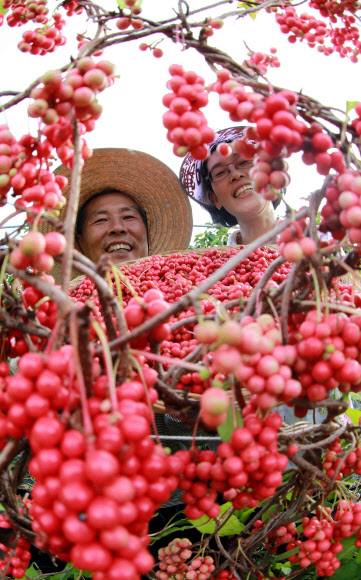 남덕유산 자락인 경남 함양군 서상면 복동마을 이영철(51)씨 부부가 빨갛게 익은 오미자를 수확하고 있다. 해발 500ｍ 고랭지에서 재배한 오미자는 저장성이 높고 향이 뛰어나 인기를 끈다. 연합뉴스