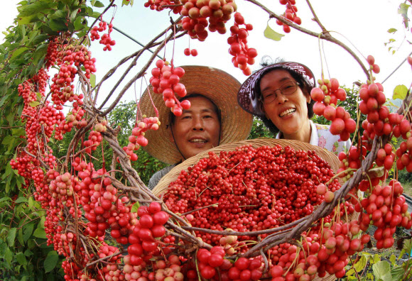 남덕유산 자락인 경남 함양군 서상면 복동마을 이영철(51)씨 부부가 빨갛게 익은 오미자를 수확하고 있다. 해발 500ｍ 고랭지에서 재배한 오미자는 저장성이 높고 향이 뛰어나 인기를 끈다. 연합뉴스