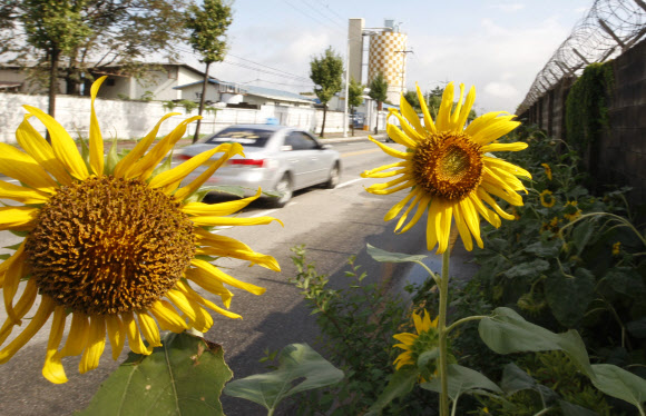 5일 오전 강원 춘천시 근화동 옛 미군부대 철조망 주변으로 해바라기가 만발해 있다.  연합뉴스