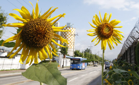 5일 오전 강원 춘천시 근화동 옛 미군부대 철조망 주변으로 해바라기가 만발해 있다.  연합뉴스