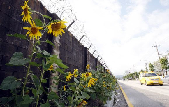 5일 오전 강원 춘천시 근화동 옛 미군부대 철조망 주변으로 해바라기가 만발해 있다.  연합뉴스