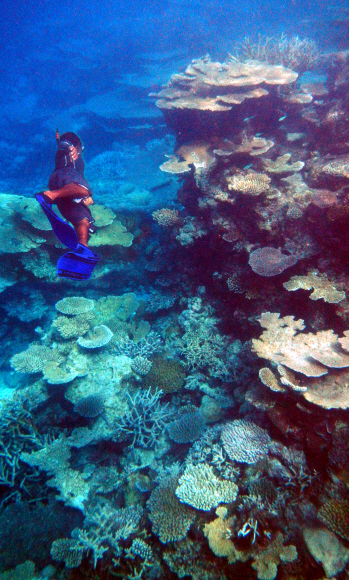 형형의 산호와 색색의 열대어가 노니는 몰디브의 바닷속 풍경. 스노클링 초보자라도 기본 장비만 착용하면 심연과 연안을 오가며 다양한 생명들을 만날 수 있다. 니콘 쿨픽스 수중카메라로 촬영했다.