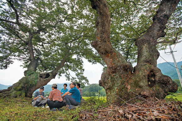 평오마을 어귀에서 마을의 안녕을 지켜온 상주 용포리 느티나무 한 쌍. 주민들이 할배 할매 느티나무 가운데에 모여 앉아 담소를 나누고 있다.