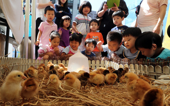 6일 서울 청계광장에서 열린 ‘2012 제10회 구구데이 페스티벌’에서 어린이들이 갓 태어난 병아리들을 구경하고 있다.  연합뉴스