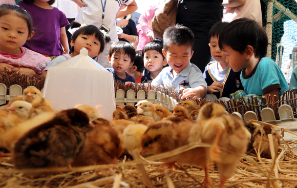 6일 서울 청계광장에서 열린 ‘2012 제10회 구구데이 페스티벌’에서 어린이들이 갓 태어난 병아리들을 구경하고 있다.  연합뉴스
