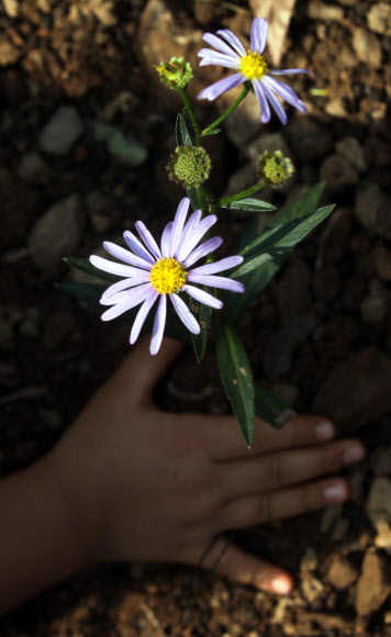서초구는 10일 오전 우면산에서 가을꽃 심기 행사를 진행했다. 지난해 산사태 피해를 입은 우면산 덕우암 계곡 주변 복구현장에서 어린이집 원생과 학부모, 주민 등이 참여해 벌개미취, 구절초, 부처꽃 등을 심었다.  연합뉴스