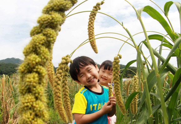 경남 함양군 함양읍 상림경관농업단지를 찾은 어린이들이 여물어 가는 수수와 조 사이를 걸으며 가을 정취를 만끽하고 있다. 함양군제공/연합뉴스