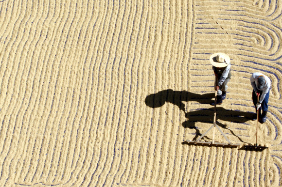 화창한 가을 날씨를 보인 11일 오전 강원도 농업기술원 주차장에서 벼를 말리는 작업이 진행되고 있다. 연합뉴스