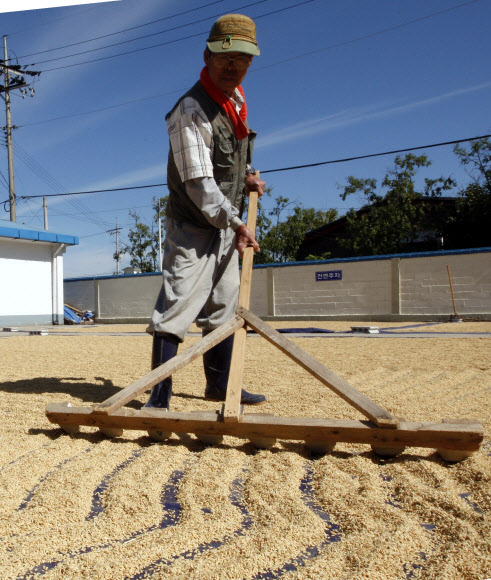 화창한 가을 날씨를 보인 11일 오전 강원도 농업기술원 주차장에서 벼를 말리는 작업이 진행되고 있다. 연합뉴스