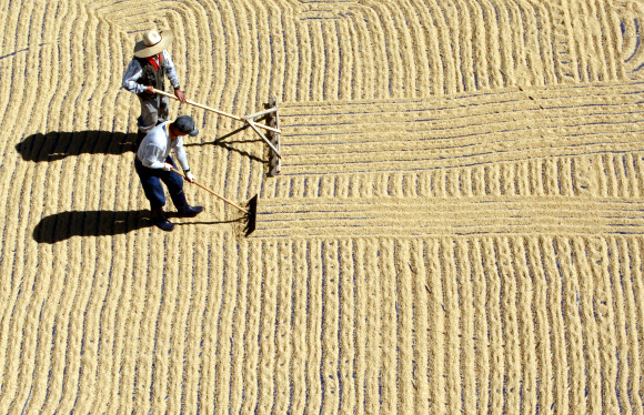 화창한 가을 날씨를 보인 11일 강원도 농업기술원 주차장에서 벼를 태양에 말리는 작업이 진행되고 있다. 연합뉴스