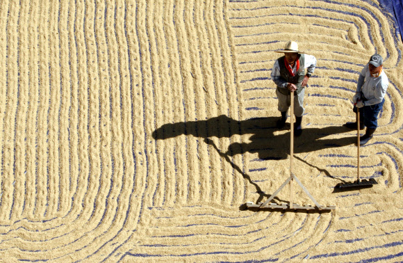 화창한 가을 날씨를 보인 11일 오전 강원도 농업기술원 주차장에서 벼를 말리는 작업이 진행되고 있다. 연합뉴스