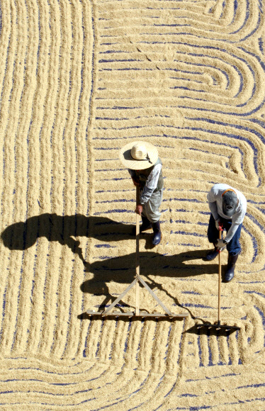 화창한 가을 날씨를 보인 11일 오전 강원도 농업기술원 주차장에서 벼를 말리는 작업이 진행되고 있다. 연합뉴스