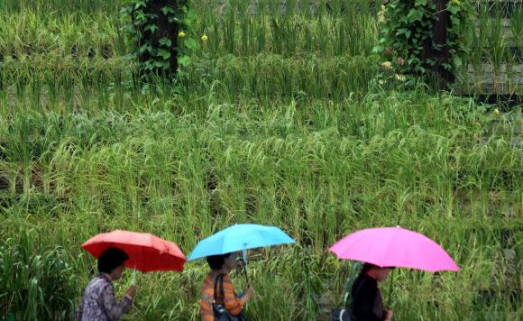 가을비가 내린 13일, 세종문화회관 계단에 심은 벼 앞을 시민들이 지나고 있다. 연합뉴스