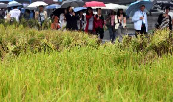 가을비가 내린 13일, 서울 광화문 광장에 심은 벼 뒤로 시민들이 지나고 있다. 연합뉴스