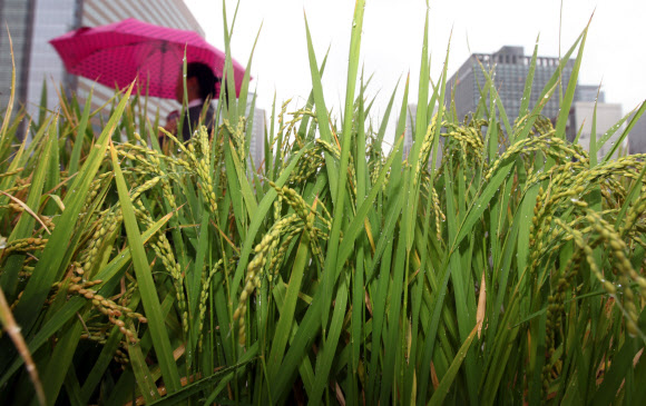 가을비가 내린 13일, 서울 광화문 광장에 심은 벼 뒤로 시민들이 지나고 있다. 연하뷴스