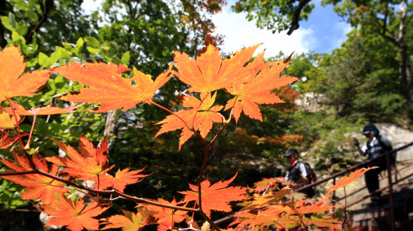아침저녁으로 기온이 크게 떨어지면서 국립공원 설악산에도 올가을 단풍이 물들기 시작한 가운데 주말과 휴일을 맞아 산행에 나선 등산객들이 단풍이 시작된 등산로에서 가을분위기를 만끽하고 있다. 단풍은 산 전체의 20% 정도가 물들었을 때 시작으로 보고 80%가 물들었을 때 절정으로 본다. 설악산 단풍은 10월 중순께 절정을 이룰 것으로 전망된다. 연합뉴스