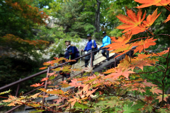 아침저녁으로 기온이 크게 떨어지면서 국립공원 설악산에도 올가을 단풍이 물들기 시작한 가운데 주말과 휴일을 맞아 산행에 나선 등산객들이 단풍이 시작된 등산로에서 가을분위기를 만끽하고 있다. 단풍은 산 전체의 20% 정도가 물들었을 때 시작으로 보고 80%가 물들었을 때 절정으로 본다. 설악산 단풍은 10월 중순께 절정을 이룰 것으로 전망된다. 연합뉴스