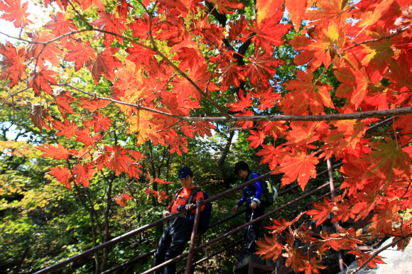 아침저녁으로 기온이 크게 떨어지면서 국립공원 설악산에도 올가을 단풍이 물들기 시작한 가운데 주말과 휴일을 맞아 산행에 나선 등산객들이 단풍이 시작된 등산로에서 가을분위기를 만끽하고 있다. 단풍은 산 전체의 20% 정도가 물들었을 때 시작으로 보고 80%가 물들었을 때 절정으로 본다. 설악산 단풍은 10월 중순께 절정을 이룰 것으로 전망된다. 연합뉴스