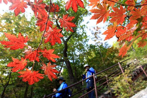 아침저녁으로 기온이 크게 떨어지면서 국립공원 설악산에도 올가을 단풍이 물들기 시작한 가운데 주말과 휴일을 맞아 산행에 나선 등산객들이 단풍이 시작된 등산로에서 가을분위기를 만끽하고 있다. 단풍은 산 전체의 20% 정도가 물들었을 때 시작으로 보고 80%가 물들었을 때 절정으로 본다. 설악산 단풍은 10월 중순께 절정을 이룰 것으로 전망된다. 연합뉴스