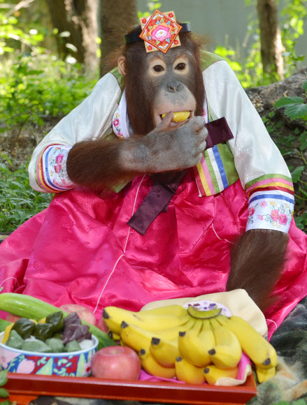 경기도 용인 에버랜드 동물원의 9살 오랑우탄 ‘제니’가 한가위 추석을 앞두고 색동 한복을 선물받고 즐거운 한 때를 보내고 있다. 에버랜드는 한가위 연휴동안 태권 타악공연 ‘비가비(飛加飛)’와 민속놀이 체험마당, 가훈쓰기 등 다양한 이벤트를 마련했으며 밤 10시까지 야간개장을 한다고 밝혔다. 에버랜드 제공/연합뉴스