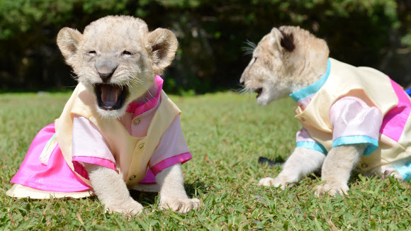 경기도 용인 에버랜드 동물원의 태어난 지 한 달이 된 아기 사자 형제가 한가위 추석을 앞두고 색동 한복을 선물받고 즐거운 한 때를 보내고 있다. 에버랜드는 한가위 연휴동안 태권 타악공연 ‘비가비(飛加飛)’와 민속놀이 체험마당, 가훈쓰기 등 다양한 이벤트를 마련했으며 밤 10시까지 야간개장을 한다고 밝혔다.  에버랜드 제공/연합뉴스