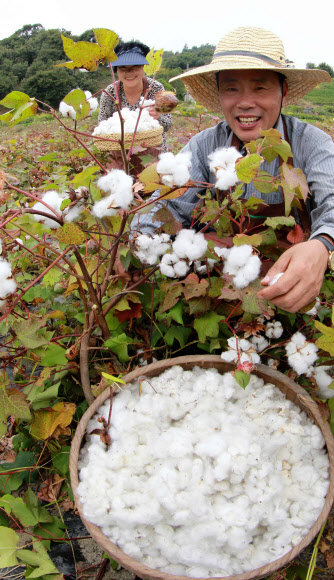 8일 경남 함양군 백천리 임채정(61)씨가 6천600㎡ 농지에 재배한 목화솜을 수확하고 있다. 임씨는 이불 100채 정도를 지을 수 있는 목화솜 700~800㎏을 수확했다.  연합뉴스