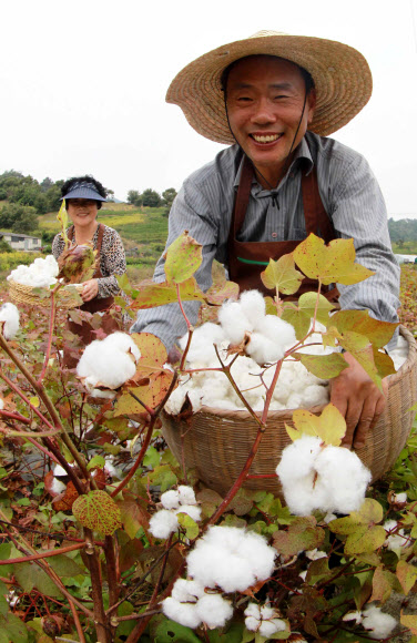 8일 경남 함양군 백천리 임채정(61)씨가 6천600㎡ 농지에 재배한 목화솜을 수확하고 있다. 임씨는 이불 100채 정도를 지을 수 있는 목화솜 700~800㎏을 수확했다.  연합뉴스