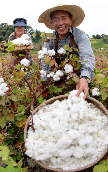 8일 경남 함양군 백천리 임채정(61)씨가 6천600㎡ 농지에 재배한 목화솜을 수확하고 있다. 임씨는 이불 100채 정도를 지을 수 있는 목화솜 700~800㎏을 수확했다.  연합뉴스