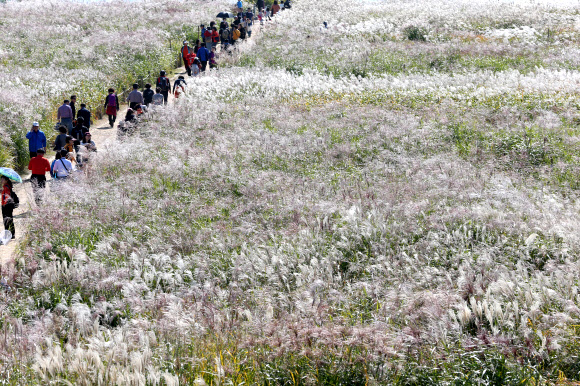 14일 오후 억새축제가 한창인 마포구 상암동 월드컵공원 내 하늘공원에서 시민들이 깊어가는 가을을 즐기고 있다. 연합뉴스