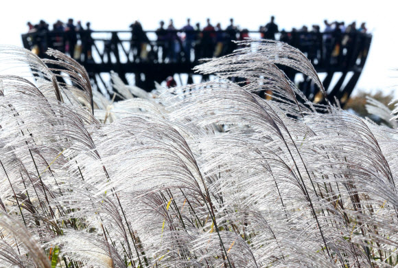 14일 오후 억새축제가 한창인 마포구 상암동 월드컵공원 내 하늘공원에서 시민들이 깊어가는 가을을 즐기고 있다. 연합뉴스