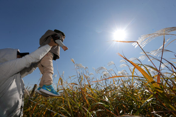 14일 오후 억새축제가 한창인 마포구 상암동 월드컵공원 내 하늘공원에서 한 시민이 아들을 번쩍 들어 억새를 보여주고 있다. 연합뉴스