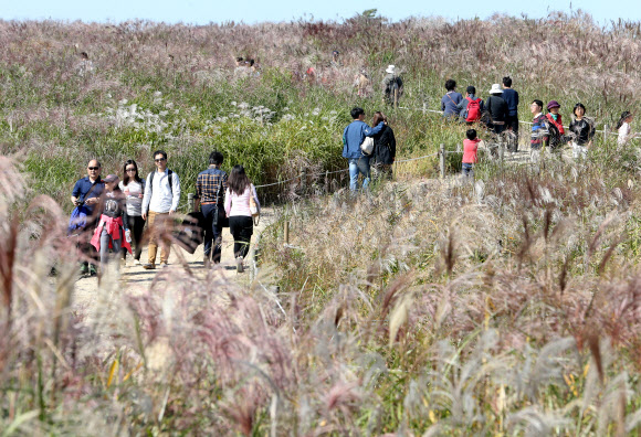 14일 오후 억새축제가 한창인 마포구 상암동 월드컵공원 내 하늘공원에서 시민들이 깊어가는 가을을 즐기고 있다. 연합뉴스