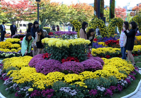 15일 오후 서울 강남구 삼성동 코엑스 동문 광장에서 코엑스 주최로 열린 ‘2012 국화 페스티벌’을 찾은 시민들이 다양한 국화를 구경하고 있다.     연합뉴스