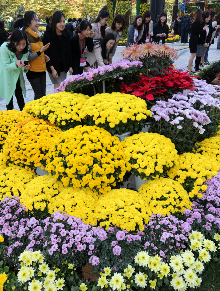 15일 오후 서울 강남구 삼성동 코엑스 동문 광장에서 코엑스 주최로 열린 ‘2012 국화 페스티벌’을 찾은 시민들이 다양한 국화를 구경하고 있다.     연합뉴스