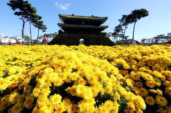 23일 전남 함평군 함평읍 함평엑스포공원에 국화로 만든 숭례문이 등장해 눈길을 끌고 있다.  연합뉴스