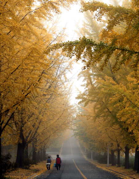 26일 안개가 낀 충남 공주시 금흥동의 한 도로를 할머니가 나란히 걷고 있다. 연합뉴스