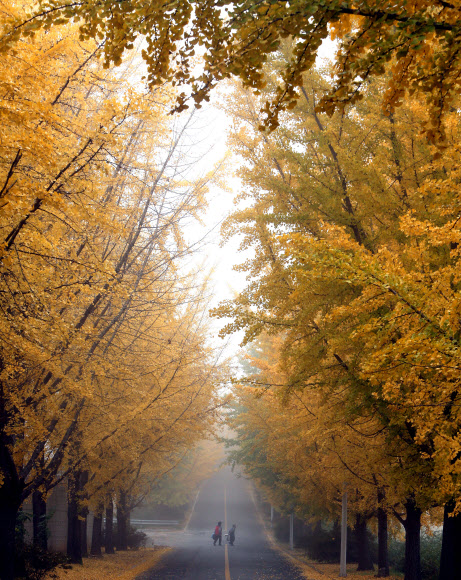 26일 안개가 낀 충남 공주시 금흥동의 한 도로를 할머니 2명이 나란히 건너고 있다. 연합뉴스