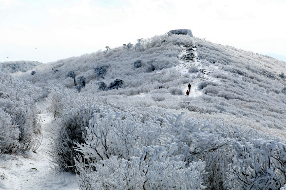 전국이 초겨울 날씨를 보인 14일 국내 대표적인 겨울 산행지인 강원도 태백산 정상에 눈꽃이 활짝 폈다. 연합뉴스