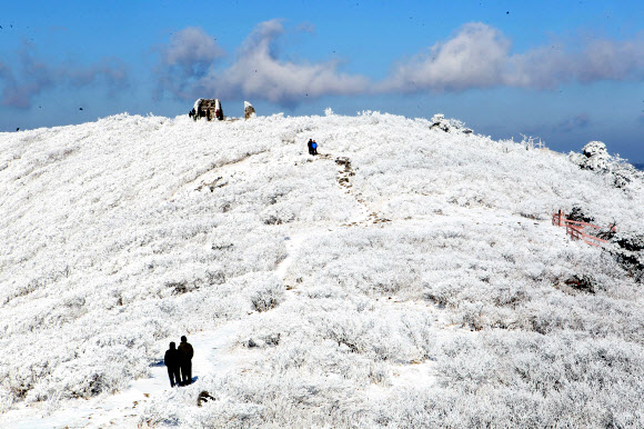 전국이 초겨울 날씨를 보인 14일 국내 대표적인 겨울 산행지인 강원도 태백산 정상에 눈꽃이 활짝 폈다. 연합뉴스