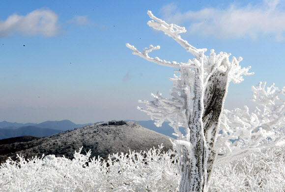 전국이 초겨울 날씨를 보인 14일 국내 대표적인 겨울 산행지인 강원도 태백산 정상에 눈꽃이 활짝 폈다. 연합뉴스