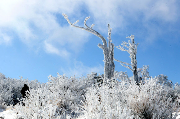 전국이 초겨울 날씨를 보인 14일 국내 대표적인 겨울 산행지인 강원도 태백산 정상 주목군락지에 눈꽃이 활짝 폈다. 연합뉴스