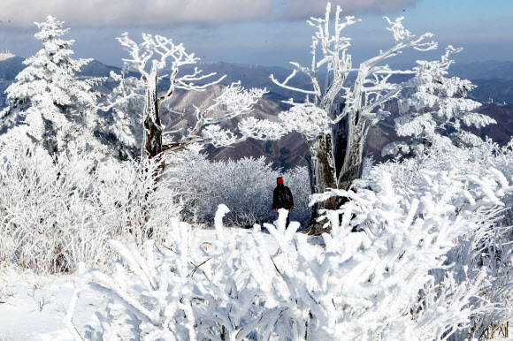 전국이 초겨울 날씨를 보인 14일 국내 대표적인 겨울 산행지인 강원도 태백산 정상 주목군락지에 눈꽃이 활짝 폈다. 연합뉴스