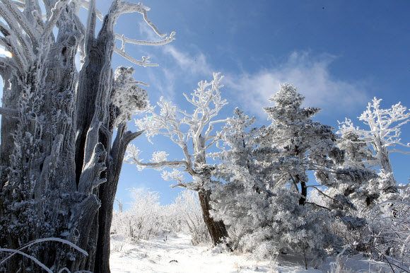전국이 초겨울 날씨를 보인 14일 국내 대표적인 겨울 산행지인 강원도 태백산 정상 주목군락지에 눈꽃이 활짝 폈다. 연합뉴스